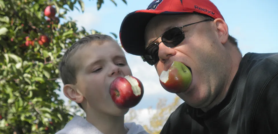 Beside an apple tree, a father and son use their teeth to hold apples in their mouths.