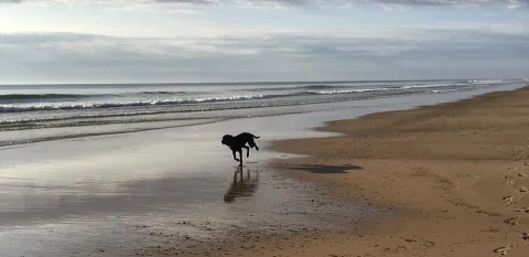 chocolate lab dog running down the beach