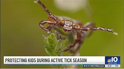 A tick on the top of a plant, close-up.
