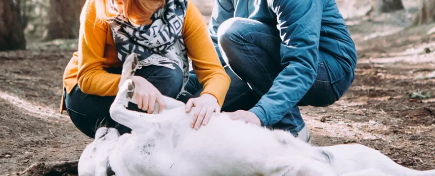 Two women stop to pay attention to their dog, laying on its back, getting a belly rub.